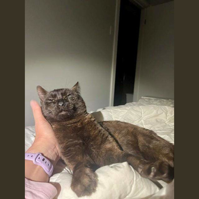 Photo of Midnight