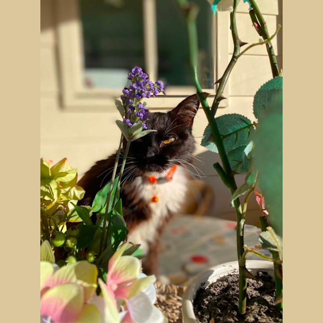 Photo of Assisted Rehome   Henry