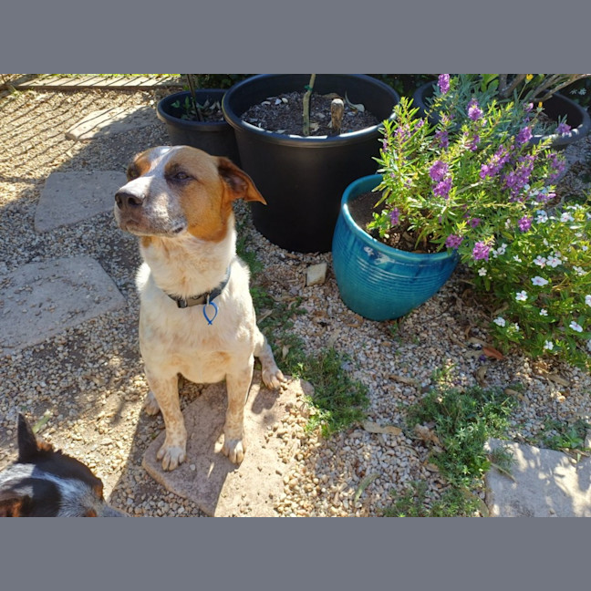 Photo of Russell *$150 Adoption Fee*