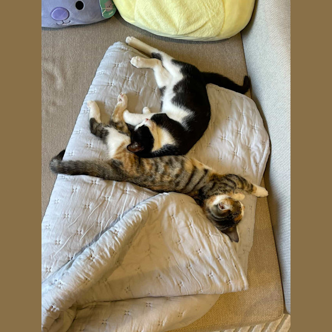 Photo of Moomoo & Bonbon