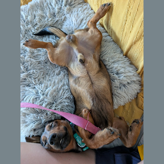 Photo of Louie