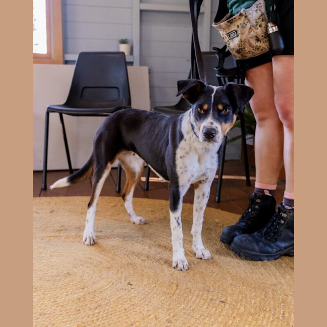 Photo of Eclair