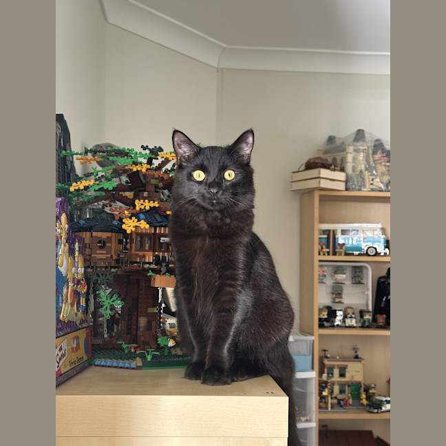 Photo of Merlin Noir