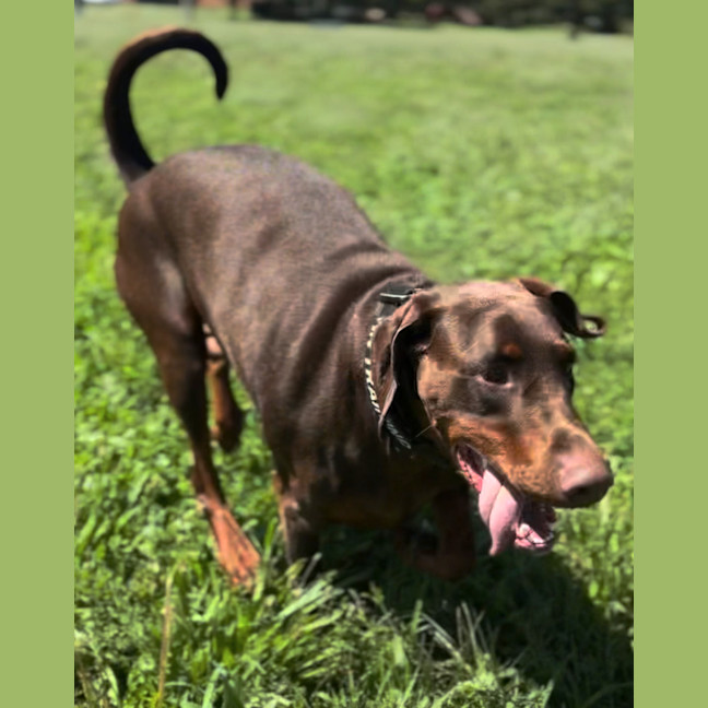 Photo of Ms E Von Dobermann