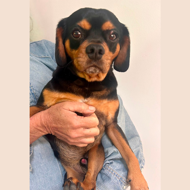 Photo of Buster