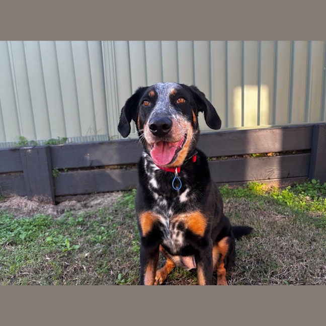 Photo of Luxi *$250 Adoption Fee*