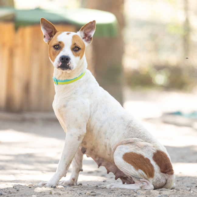 Photo of Nala