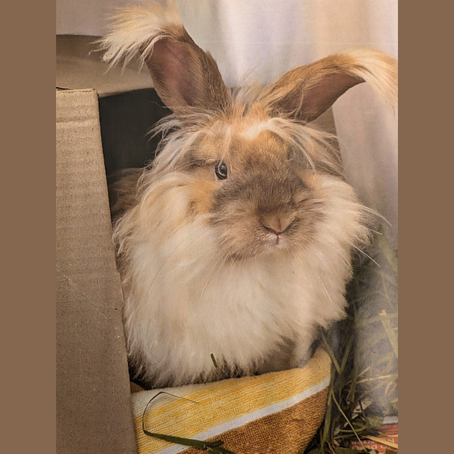 Photo of Cotton Candy (W Pebbles)