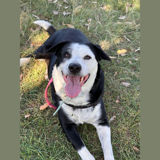 Photo of Apollo