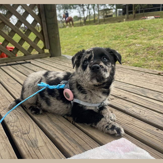 Photo of Leo   8 Week Old Koolie (Trial)