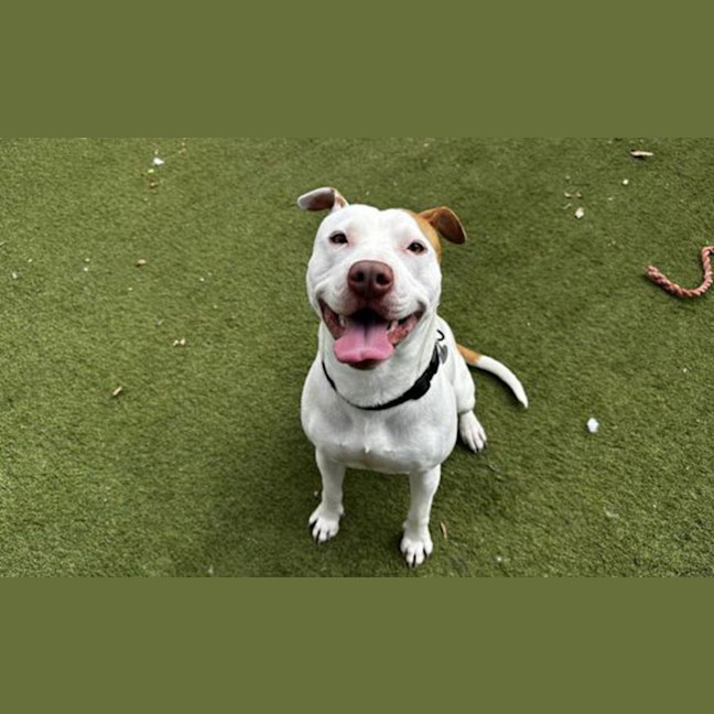 Photo of Roscoe