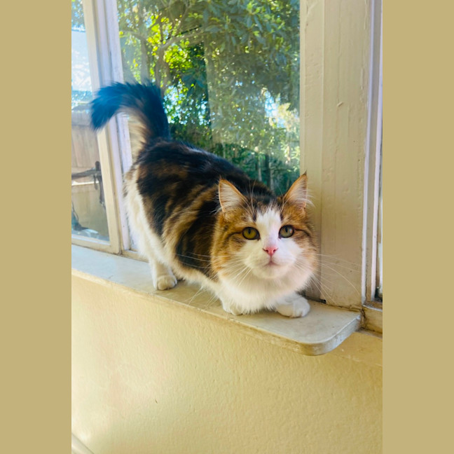 Photo of Paddington Ii