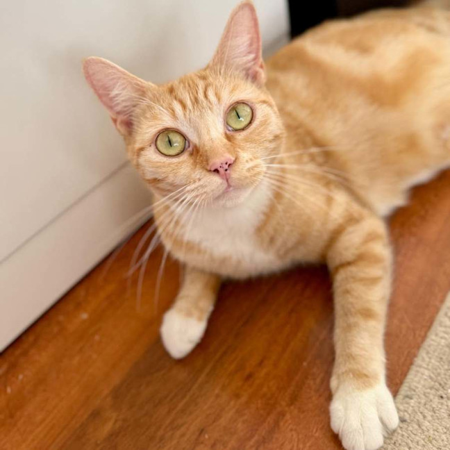 Photo of Aurora