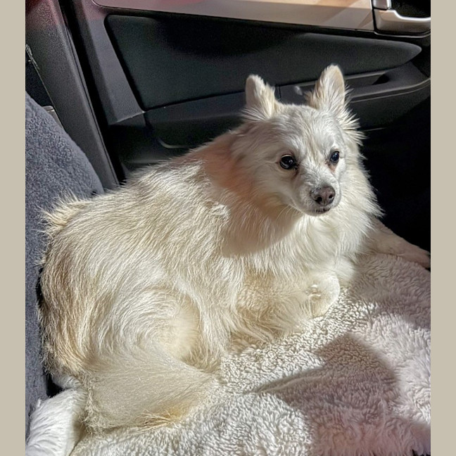 Photo of Foxy