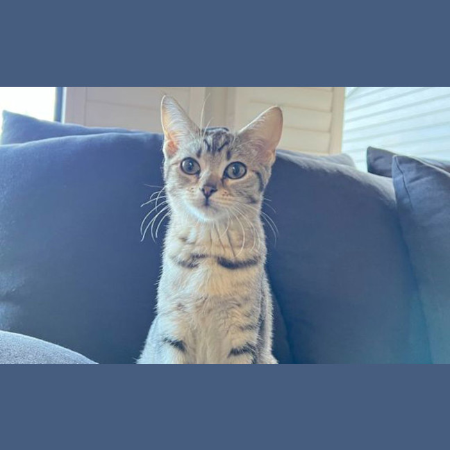 Photo of Cookie