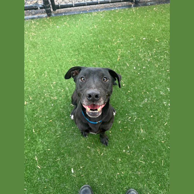 Photo of Flint Imp 7