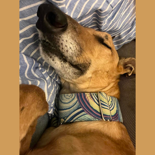 Photo of Rusty, The Greyhound