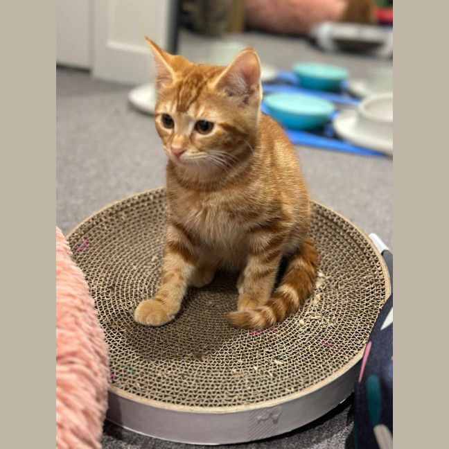 Photo of Bluey (Ginger)