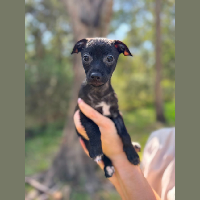Photo of Onyx