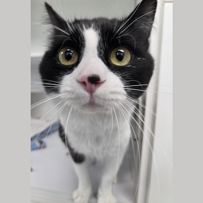 Photo of Pingu