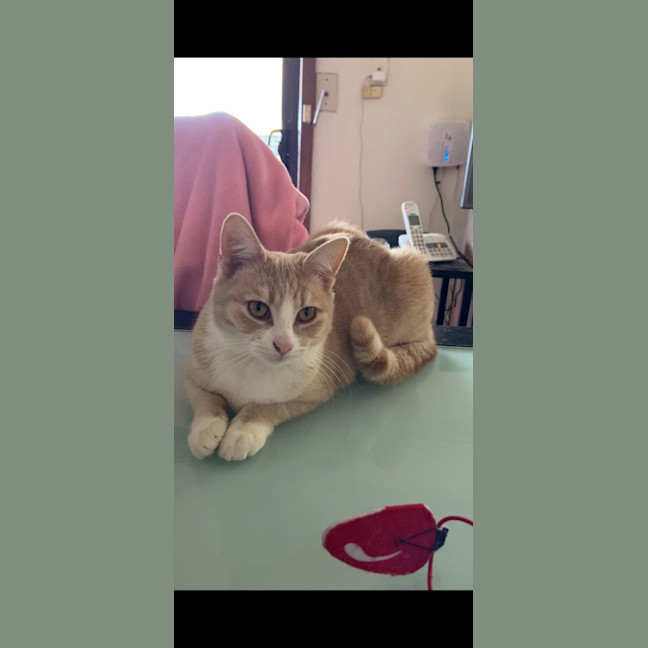 Photo of Lady Daphne* 9 Lives Project Rescue*