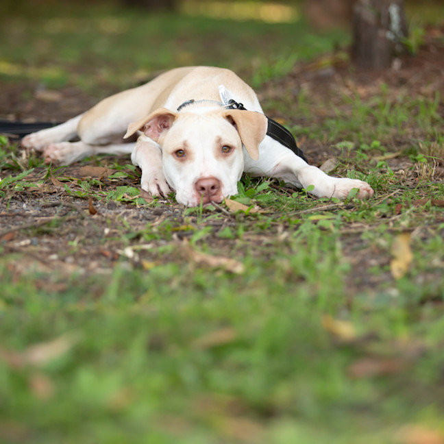 Photo of Sugar (Vanilla)