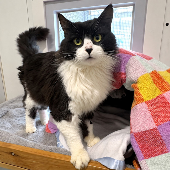 Photo of Zorro