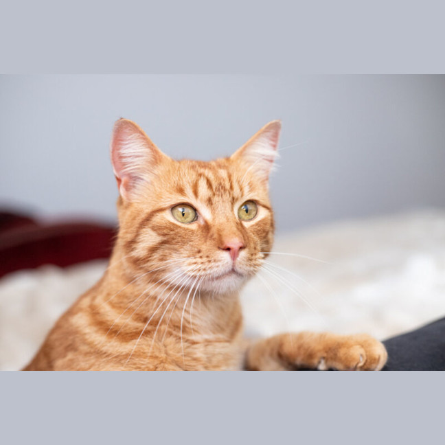 Photo of Pumpkin