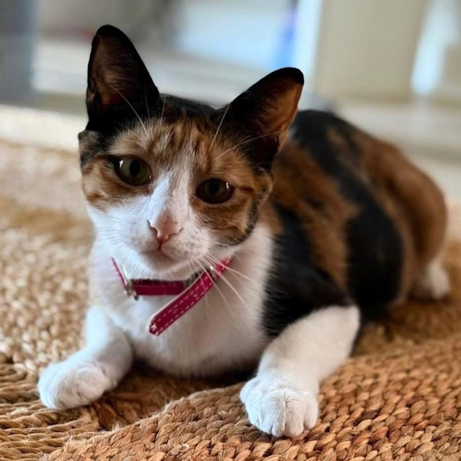 Photo of 13409   Caleo