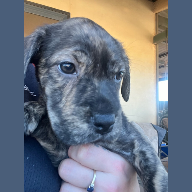 Photo of Uma (Lollie)