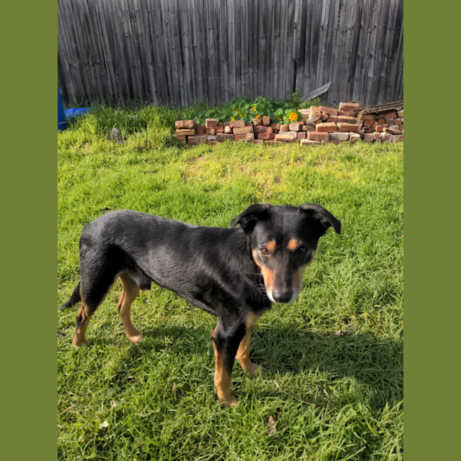 Photo of Hector