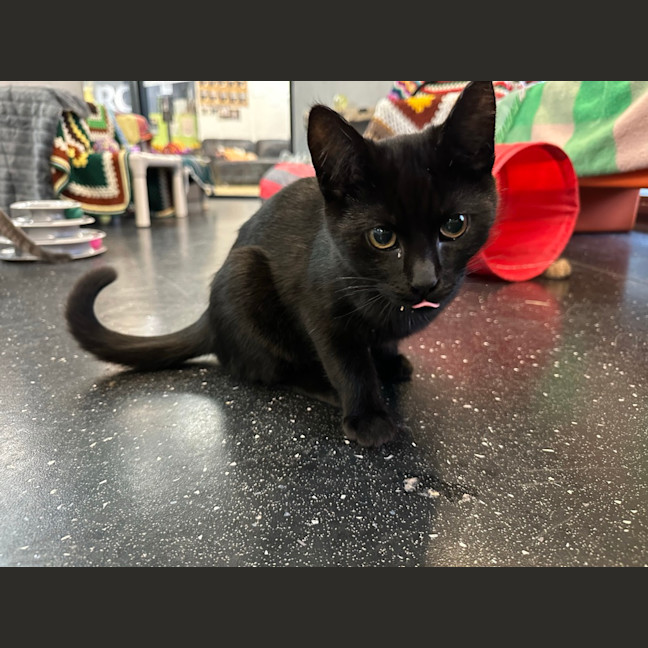Photo of Licorice