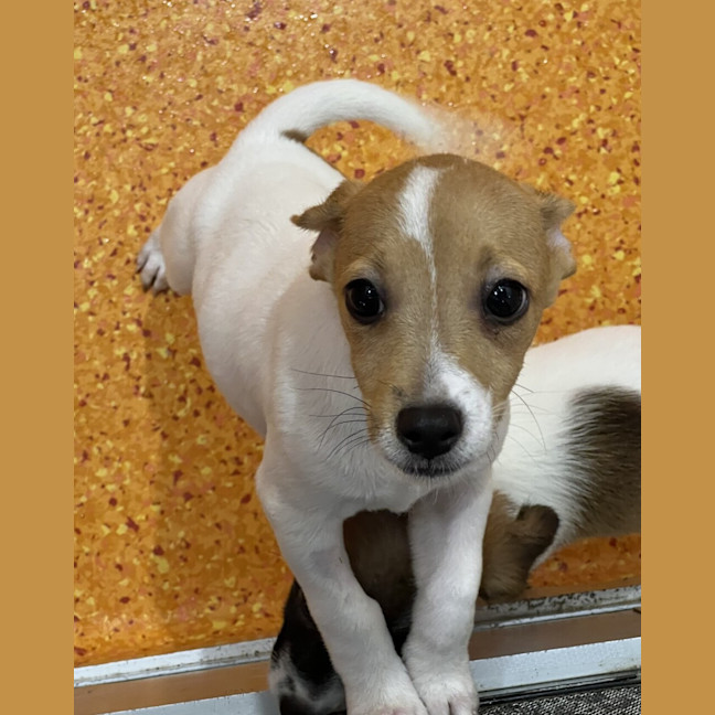 Photo of Milo