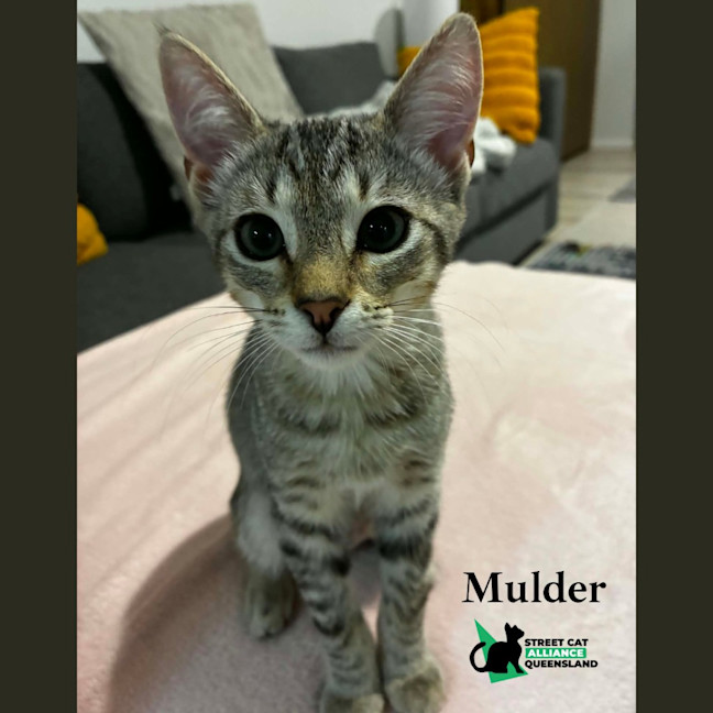 Photo of Mulder