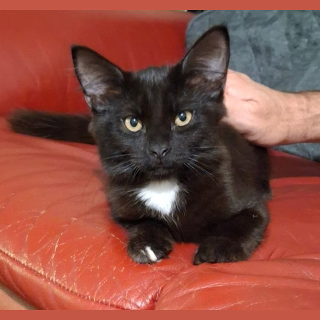 Photo of Merlin