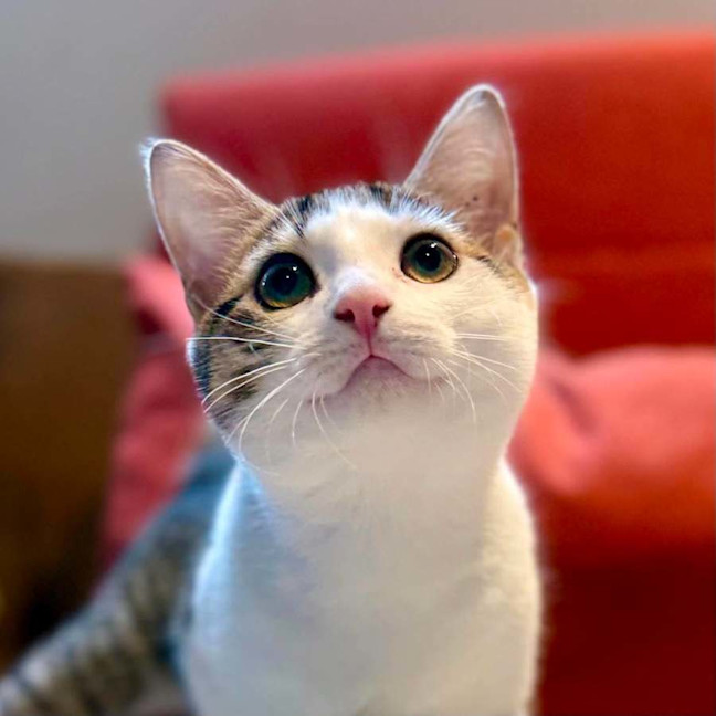 Photo of Suki   In Foster Care In Brunswick East