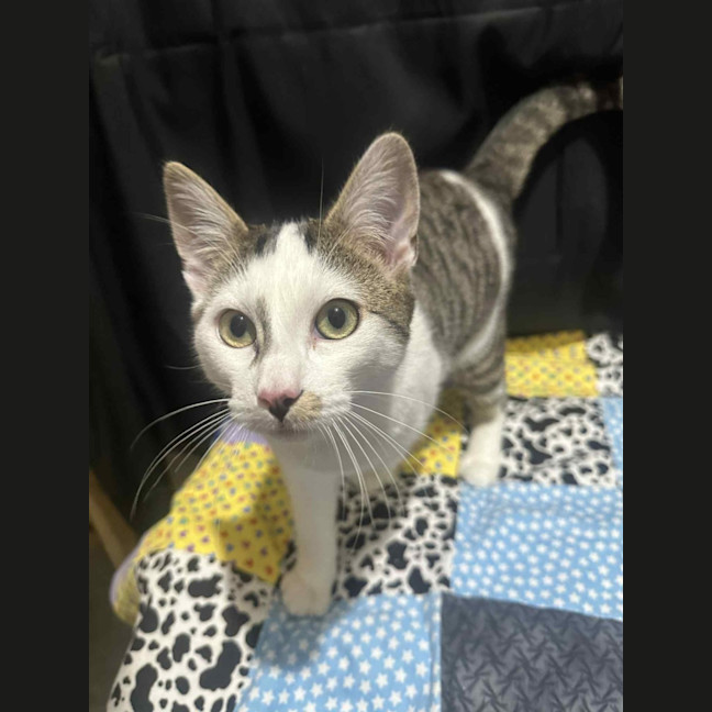 Photo of Affectionate Ash