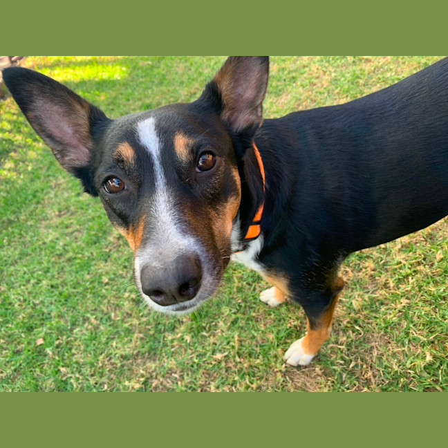Photo of Choccocheena