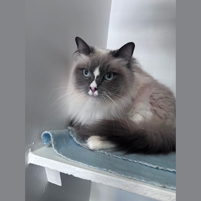 Photo of Shadow 