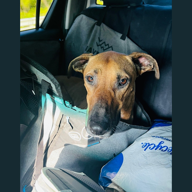 Photo of Dexter