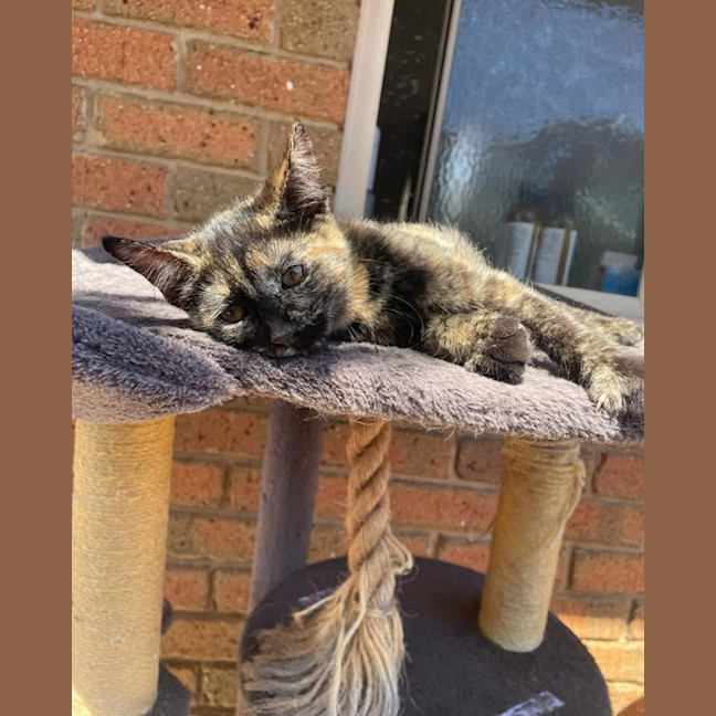Photo of Eevee
