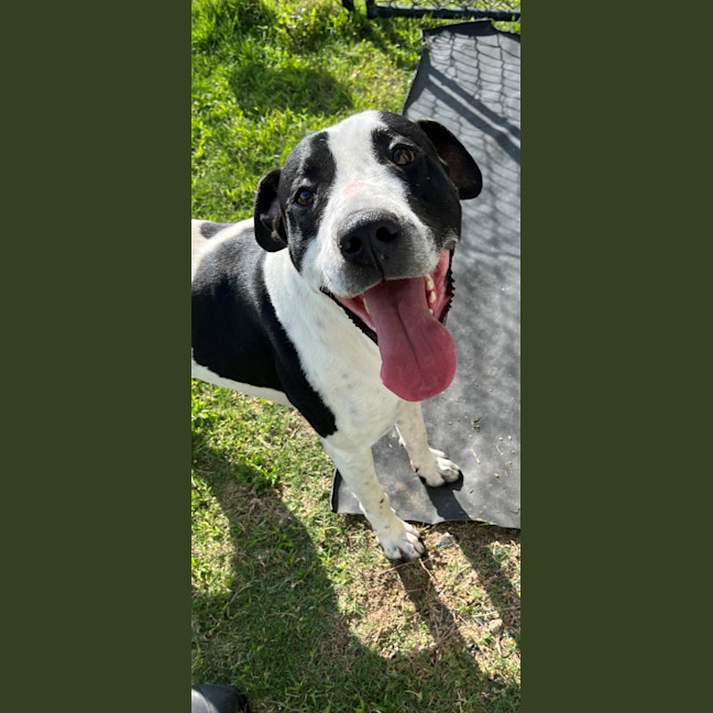 Photo of Bingo (4471)