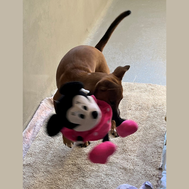 Photo of Cyrus (8911)