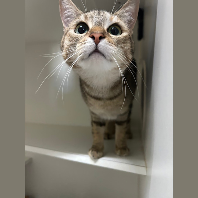 Photo of Jellycat