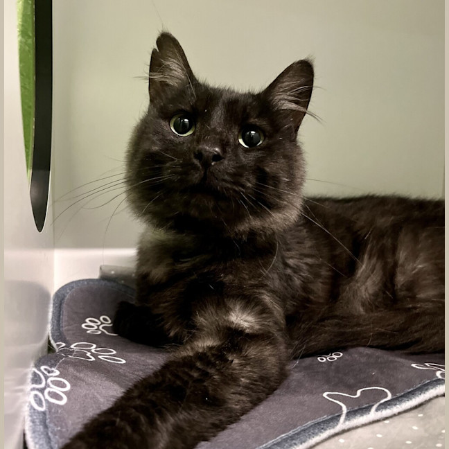 Photo of Catticus