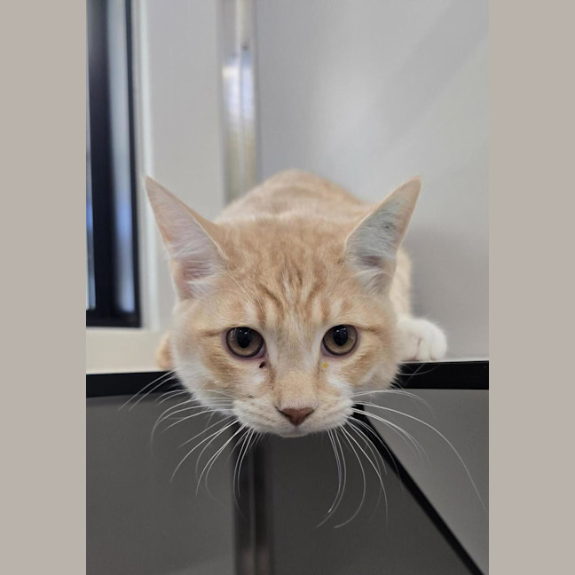 Photo of Geralt( Bonded To Jaskier)