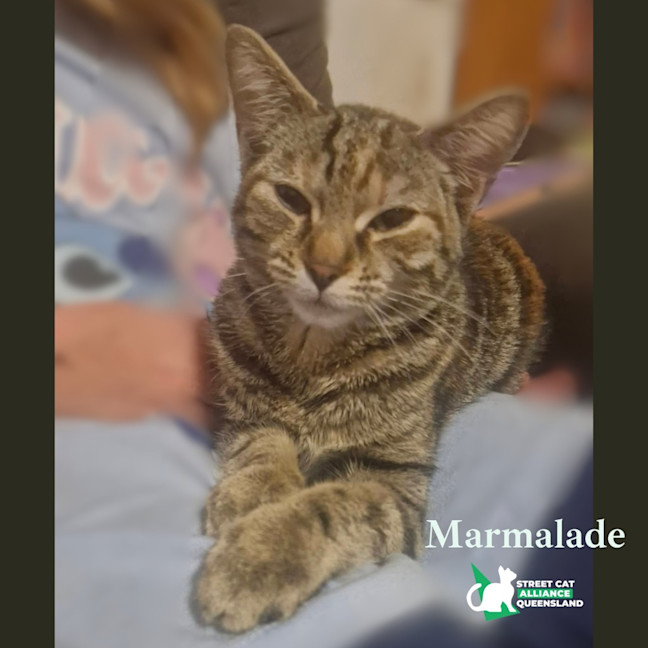 Photo of Marmalade