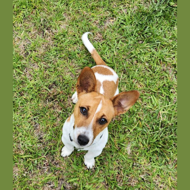Photo of Louie