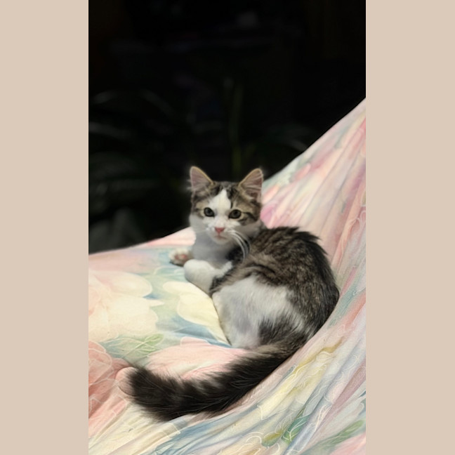 Photo of Bean Sprout