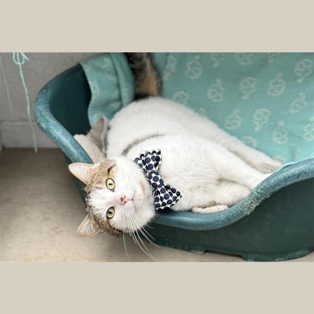 Photo of Professor Meow